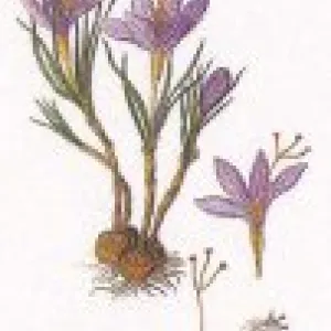 Bild von hermine - frosch