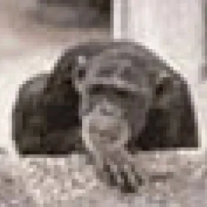 Bild von hmkskommentar