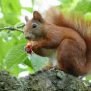 Bild von Kräuterhexe Susi