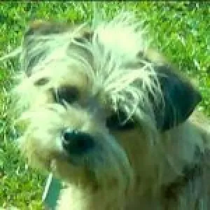 Bild von Kuchentiger