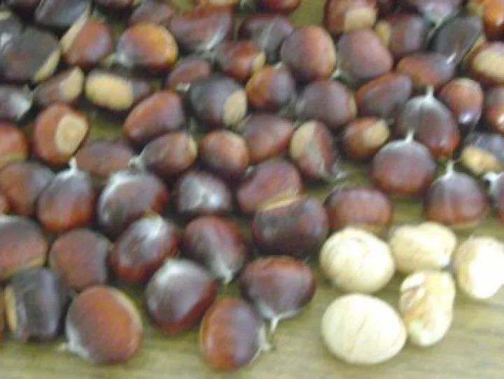 Kastanienreis für den Wintervorrat