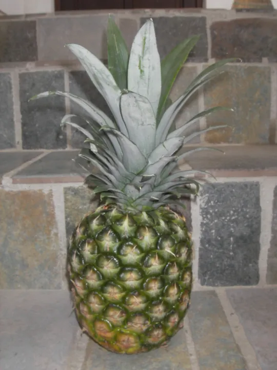 Ananasessig selber machen