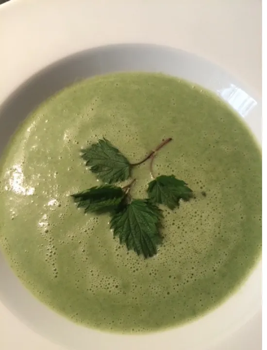 Brennessel Suppe