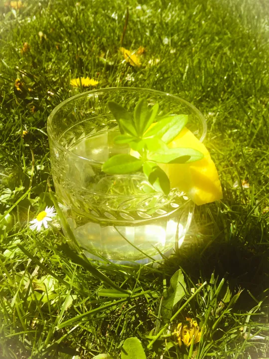 Maibowle (Waldmeister)