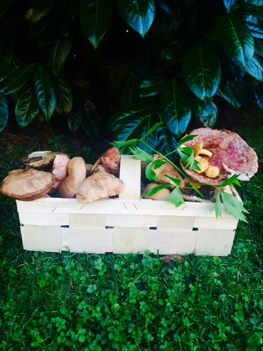 Geröstete Schwammerl oder Steinpilze 