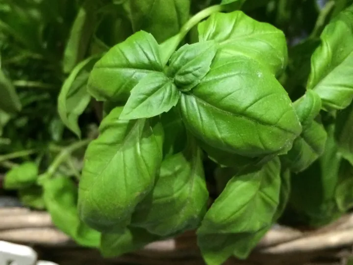 Schnelles Basilikum-Pesto (im Kenwood Cooking Chef)