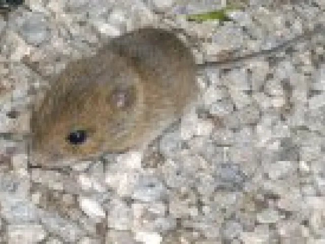 Profile picture for user küchenmaus